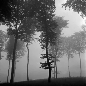 Eifel Region Germany Drucke: Weinfeld
