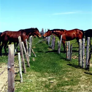 Dänemark