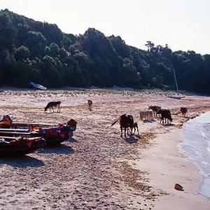 Corsica Island Drucke: Korsika