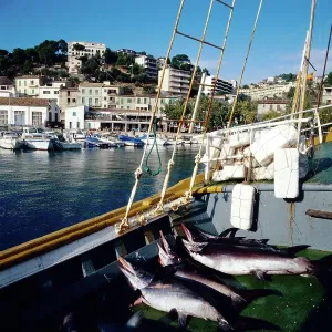 Schwertfische auf einem Fischkutter im Hafen von Sóller, Mallorca, Spanien.