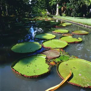 Mauritius