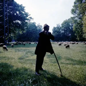 Ein Schaf im Englischen Garten in München.