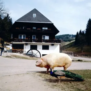 Schwarzwald