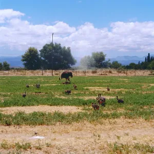 Südafrika