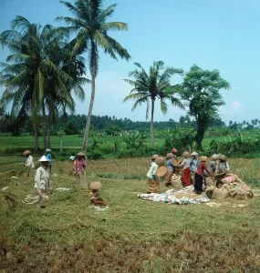 Java/Indonesien
