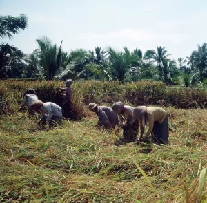 Java/Indonesien