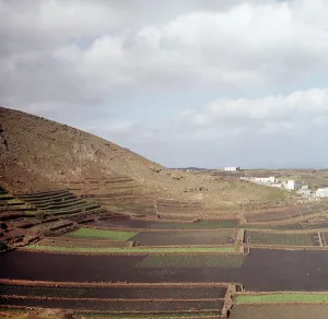 Terrassenfelder auf der Kanarischen Insel Lanzarote, Spanien
