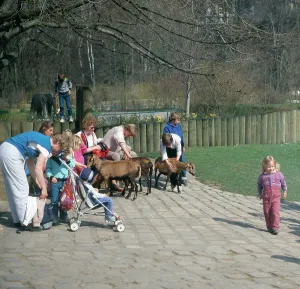 Münchner Tierpark Hellabrunn, Streichelzoo für Kinder in München 1985.