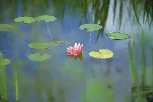 Seerose