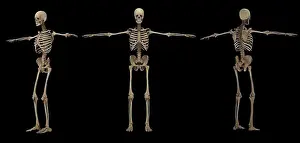Human Physiology Illustrations Drucke: 3D rendering of human skeletal system at different angles