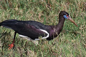 Ngorongoro Conservation Area Birds Drucke: Abdim's Stork