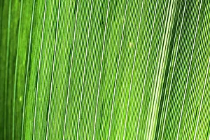 Macro Leaf Photography Drucke: Abstract Macro Detail of a Leaf