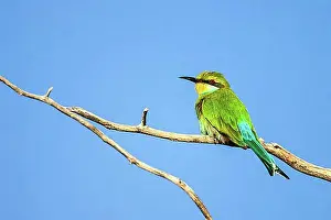 Europäische Bienenfresser Drucke: Afrikanischer Bienenfresser (Merops apiaster), Südafrika, Afrika
