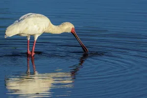 Afrikanischer Scheeleisenpfeil (Platalea alba), füttert sich