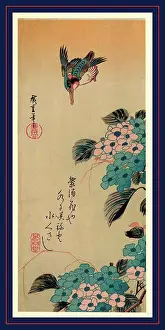 Drucke von Ajisai ni kawasemi, Hydrangea und Königsfischer. Ando, Hiroshige, 1797-1858, Künstler, zwischen 1830 und 1858 gedruckt später, 1 Druck : Holzschnitt, Farbe Ando Hiroshige Drucke: Ajisai ni kawasemi, Hydrangea und Königstern