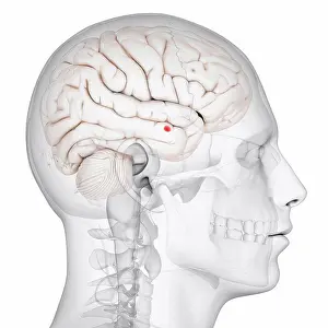 Drucke von Das Amygdala, ein roter Teil des limbischen Systems im Gehirn, spielt eine entscheidende Rolle bei der Verarbeitung von Emotionen Februar Drucke: Amygdala des Gehirns, Computerkunst