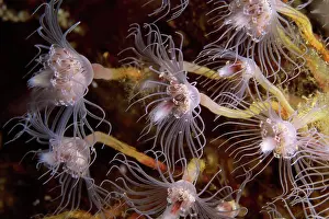 Sea Creature Photography Drucke: Anemone