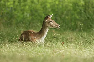 Norfolk Countryside Scenes Drucke: Animals