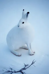 White Rabbit Drucke: Arctic Hare