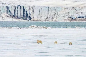 Klimawandel im Arktis Svalbard Waldelefant (Ursus maritimus)