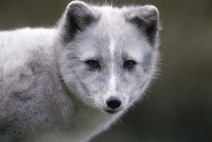 Fox In The Wild Drucke: Arctic Fox