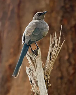 Gray Bird Species Drucke: Ashy Starling