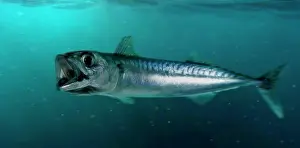 Bilder Datiert 14. Mai 2015: Atlantischer Mackerel, Scomber scombrus