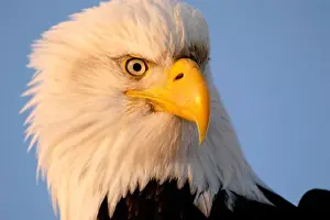 Haliaeetus Leucocephalus Drucke: Bald Eagle