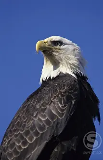 Wildlife Birds Of Prey Drucke: Bald Eagle