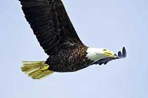 Drucke von Bald Adler in Flug, Wappenvogel, stolz, majestätisch, Prinz Rupert, British Columbia, Kanada, Nordamerika Leucocephalus Drucke: Ein Adler in Flug, Wappenvogel