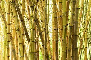 Bamboo