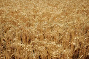 Barley