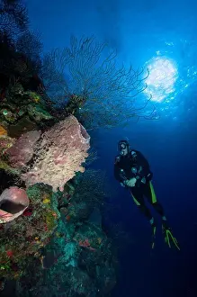 Fassschwamm und Taucher, Belize.
