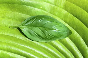 Full Frame Nature Photography Drucke: Basil leaf on large green leaf