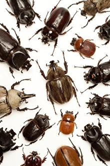 Coleoptera Images Drucke: Beetle, Insect, Coleoptera