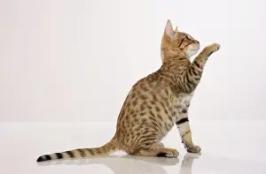 Drucke von Bengal-Kätzchen - sitzend - ausgeschnitten Bengalisch Drucke: Bengalkätzchen - sitzend - ausgeschnitten
