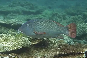Pacific Ocean Wildlife Photography Drucke: Big-headed snapper, Other animals