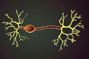 2014 Drucke: Bipolarer Neuron