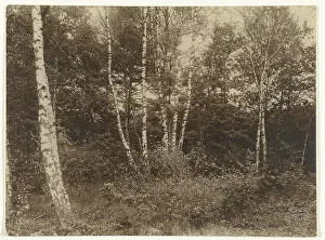 Pine Forest Landscape Drucke: Birch in a pine forest, c. 1900 - c