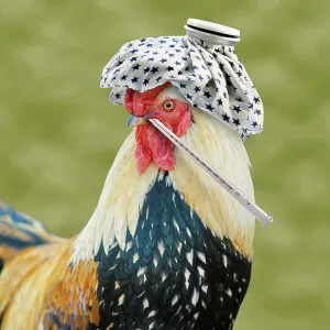 Avian Influenza Outbreak Drucke: This Bird Has the Flu