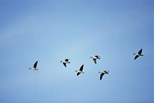 Drucke von Vögel in Flug, niedrige Perspektive Juli Drucke: Vögel im Flug, tiefe Kameraeinstellung.
