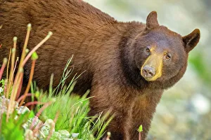 Schwarzer Bär im Jasper-Nationalpark Kanada