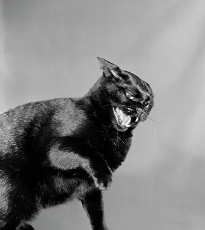 Studio Shot Of A Pet Drucke: Black cat