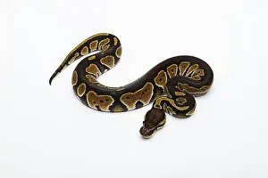 Drucke von Schwarze Kopf-Doppel-Het-Albino-Ghost-Ball-Python oder Königspython (Python regius), weiblich Boa Drucke: Schwarzkopf-Doppel-Het-Albinoschatten-Ball-Python oder Königspython (Python regius)