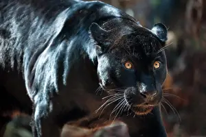 Latin America Wildlife Images Drucke: Black Jaguar