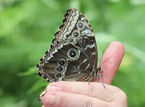 Blauer Morpho-Falter Blauer Morpho-Falter Copyright: xZoonar.com/MatthiasxBrixx 22568988