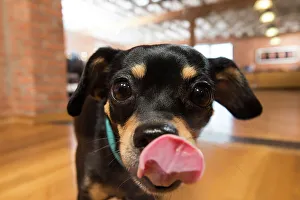 Close Up Dog Photos Drucke: BLD234685