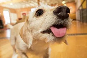 Close Up Dog Photos Drucke: BLD234686