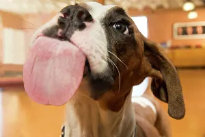 Close Up Dog Photos Drucke: BLD234687