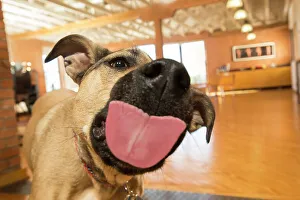 Close Up Dog Photos Drucke: BLD234688